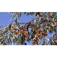 Afyon Doğa Peyzaj 2 Yaş Sultani Kokulu Iğde Fidanı Açık Kök