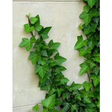 Afyon Doğa Peyzaj Tüplü 4 Mevsim Yeşil Hedere (Kaya Sarmaşığı)