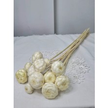 Birlik Kuru Enginar  Çiçeği Beyaz  Dekoratif