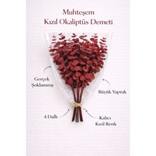 Bontia Gerçek Kızıl Şoklanmış Okaliptüs Demeti | Doğal Dekoratif Okaliptus