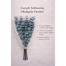 Bontia Doğal Yeşil Okaliptüs Demeti – Gerçek Okaliptüs, Şoklanmış Büyük Okaliptus Demeti