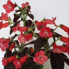 Bilgarden Özel Tür Dark Shadow Kohleria Japon Küpelisi Çiçeği Fidesi (Mini Potta)