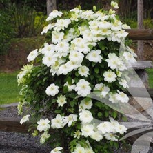 e-fidancim Multi Çiçekli Guernsey Cream  Clematis Orman Asması Çiçeği Fidanı (5-10 Cm)