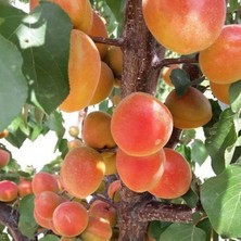 e-fidancim Tüplü Yüksek Aromalı Soğuklara Dayanıklı  Al Kayısı Fidanı