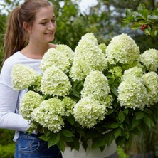 e-fidancim Hydrangea Paniculata Little Spooky Bodur Soğuklara Dayanıklı Ortanca Fidanı