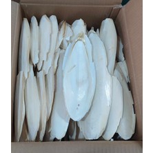 Çetinkaya Pet Market Hobi Orta Boy Mürekkep Balığı Kemiği (Kalamar) 10 adet