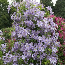 e-fidancim Multi Çiçekli Arabella Clematis Orman Asması Çiçeği Fidanı (5-10 Cm)