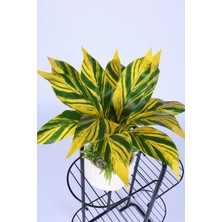 Yapay Çiçek Sitesi Beton Saksıda Yapay Çiçekli Tanzimler Model 9