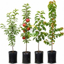 4 Adet Meyve Fidanı Paketi 'erik-Elma-Armut-Kayısı' (Sponsorlu)