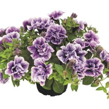 Tumbelina Priscilla Pro Kokulu Katmerli Sarkıcı Petunya Çiçeği Fidesi (1 Fide)