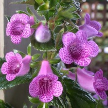 Koleksiyonluk x Gloximannia She Dancing Kohleria Çiçeği Fidesi Kohleria Japon Küpelisi Çiçeği Fidesi (Mini Potta)