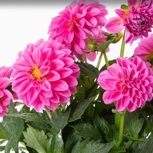 Katmerli Iri Katmerli Çiçekli Power Rose Yıldız Dahlia Çiçeği Fidesi (2 Fide)