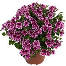 Melek Gözü Pac Angeleyes Randy Sardunya Canan Fidesi (1 Fide)