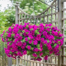 Tumbelina Savanna Kokulu Katmerli Sarkıcı Superstar Petunya Çiçeği Fidesi (1 Fide)