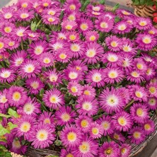 Yayılıcı Sarkıcı Delasporma Hot Pink Buz Çiçeği Fidesi (2 Fide)