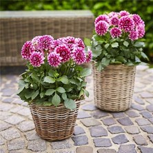 Büyük Çiçekli Lubega Burgundy White Dahlia Çiçeği Fidesi (1 Fide)