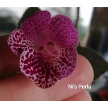 Koleksiyonluk Ni's Perla Kohleria Japon Küpelisi Çiçeği Fidesi (Mini Potta)