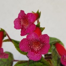 Koleksiyonluk Yf's Liv Kohleria Japon Küpelisi Çiçeği Fidesi (Mini Potta)