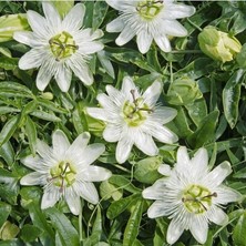 Tüplü Soğuklara Dayanıklı Kokulu Beyaz Çiçekli Passiflora Constance Elliott Çiçeği Fidanı