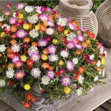 Pastel Renkler Yayılıcı Sarkıcı Delasporma Mixed Buz Çiçeği Fidesi (5 Fide)