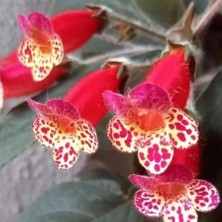 Koleksiyonluk Multiflora Kohleria Japon Küpelisi Çiçeği Fidesi (Mini Potta)