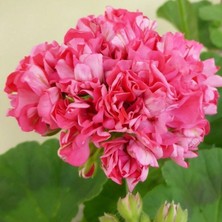 Koleksiyonluk Sister Henry Katlı Çiçekli Olan Gül Sardunya Çiçeği Fidesi (1 Fide)