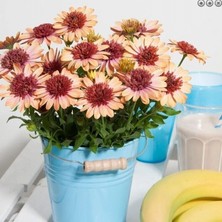 Katmerli Erato Double Orange Bodrum Papatyası Çiçeği Fidesi (1 Fide)