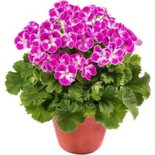 Sınırlı Stok Pinkerbell Sardunya Canan Çiçeği Fidesi (1 Fide)