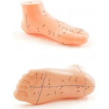 DS LLC Ieg™ Ayak Akupunktur Bölgesi Maketi DSLLCRS-ETIEG34