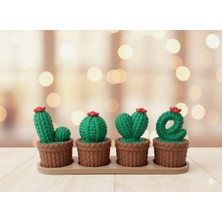 La Masa Üstü Kaktüs Biblo Seti