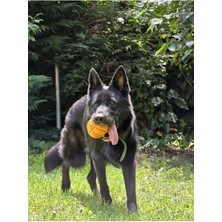 Normadia Dayanıklı Köpek Diş Ipi ve Tenis Toplu El Yapımı Çekiştirme Oyuncağı