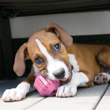 Normadia Mini Köpek Oyun Topu, 8cm, Eğlenceli ve Dayanıklı Köpek Oyuncağı