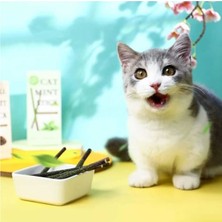 Normadia Doğal Catnip ve Matatabi Stick ile Temiz Dişler ve Mutlu Kediler