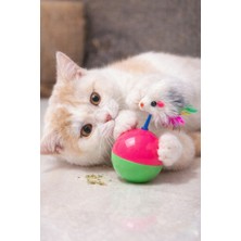 Normadia Renkli ve Eğlenceli Kedi Oyuncağı, Keyifli Oyunlar Için Tasarlandı