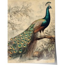 Zestia Poster Asil Tavus Salon Dekoru