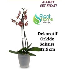 Dekoratif Şeffaf Orkide Saksısı - 4 Adet Set Fiyatlı - 12 Pot Üretim Saksısına Uygun Kaliteli Ürün