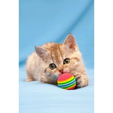 Normadia 4'lü Paket Renkli Oyun Topu Evcil Hayvanlar Için Eğlence Seti