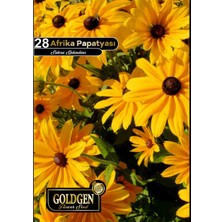 Goldgen Pro Seed Goldgen Afrika Papatyası Tohumu