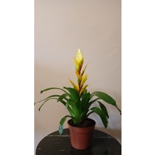 Avşar Çiçekçilik Alev Kılıcı Viresia - Vriesea Çiçeği