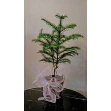 Avşar Çiçekçilik Çift Gövdeli Arokarya Çamı-Salon Çamı (Araucaria Heterophylla) 38 - 40 cm