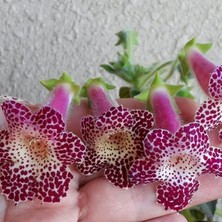 Koleksiyonluk Maja Kohleria Japon Küpelisi Çiçeği Fidesi (Mini Potta)