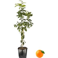 Cegel Ziraat Portakal Fidanı  Yaklaşık 120 cm, 2 Yaşında