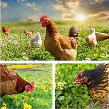 Zengarden Gezen Tavuk Için Otlak Bitkileri Tohum Karışımı 10 Mkare - 60 Gr.