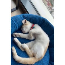 Marsilyan Zilli Deri Kedi Tasması - NPC008