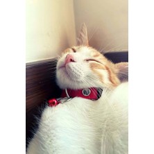 Marsilyan 1.5 cm Deri Zilli Kedi Tasması - NPC010