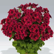 Clarion Dark Red Koyu Kırmızı Çiçekli Sardunya Canan Çiçeği Fidesi (1 Adet)