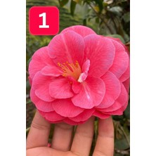 Mini Saksıda Iri Goncalı Desire Kamelya Fidesi (5-10 Cm)