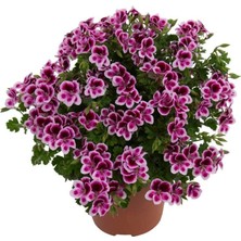 Melek Gözü Pac Angeleyes Randy Sardunya Canan Fidesi (1 Adet)