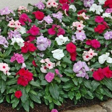 Daima Yeşil Mixed Soğuklara Karşı Dayanıklı Vinca Cezayir Menekşesi Çiçeği Fidesi (5 Fide)