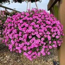 Calita Katmerli Double Rosy Calibrochoa Çiçeği Fidesi (1 Fide)